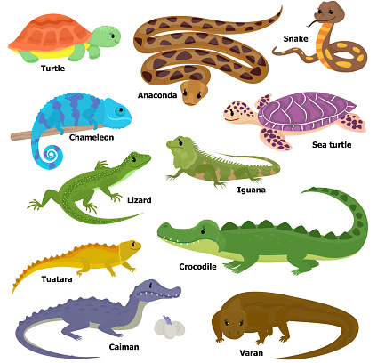 reptiles