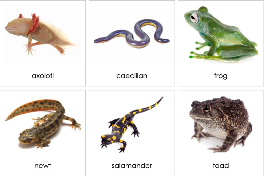 amphibians