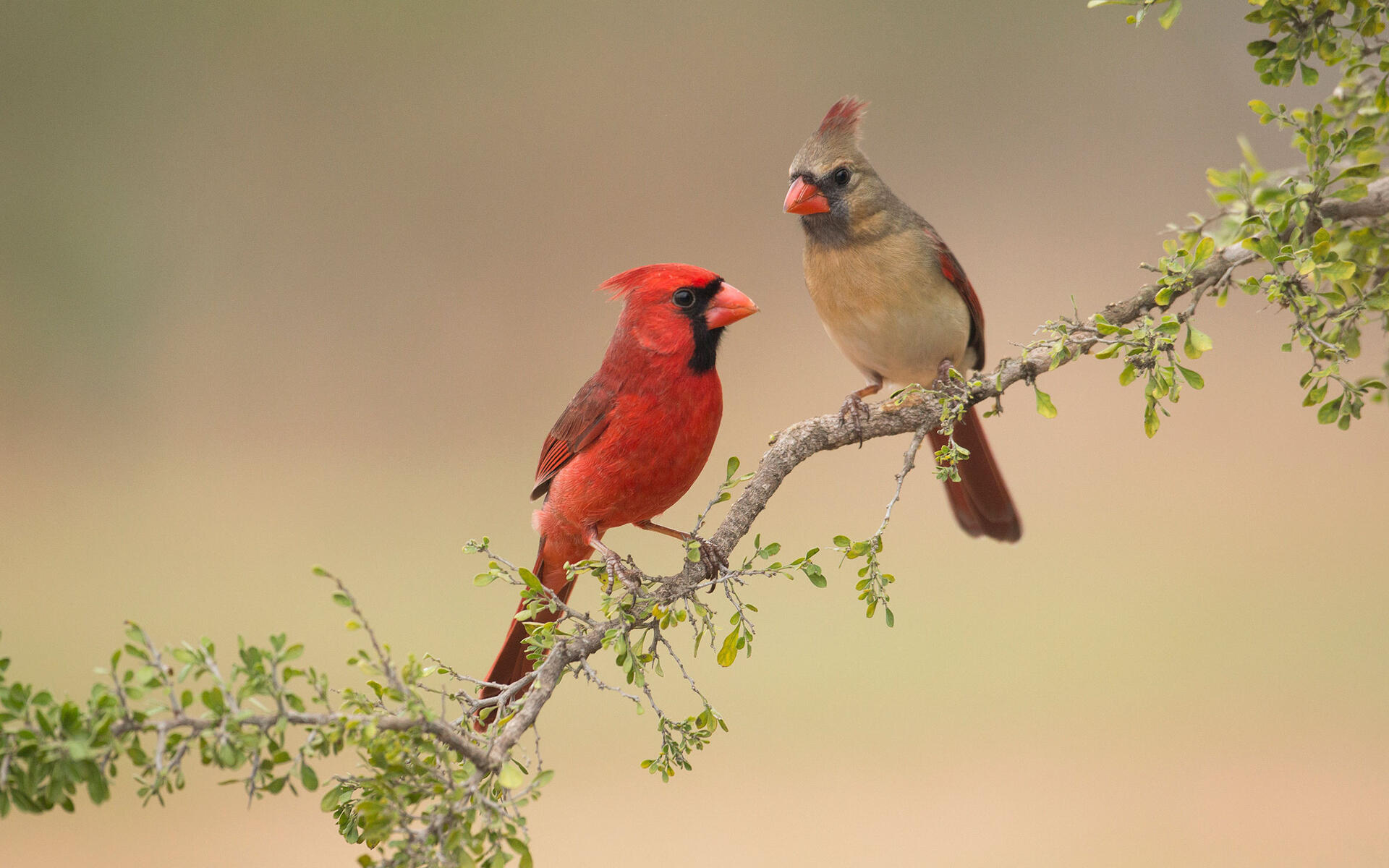 cardinals