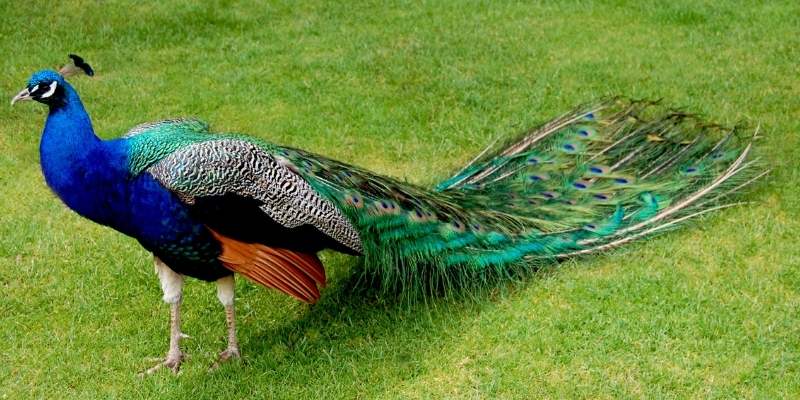 peacock