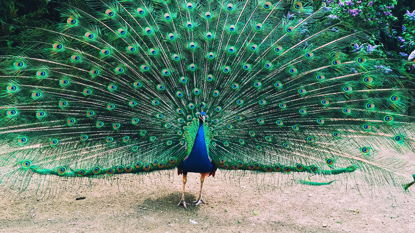 peacock