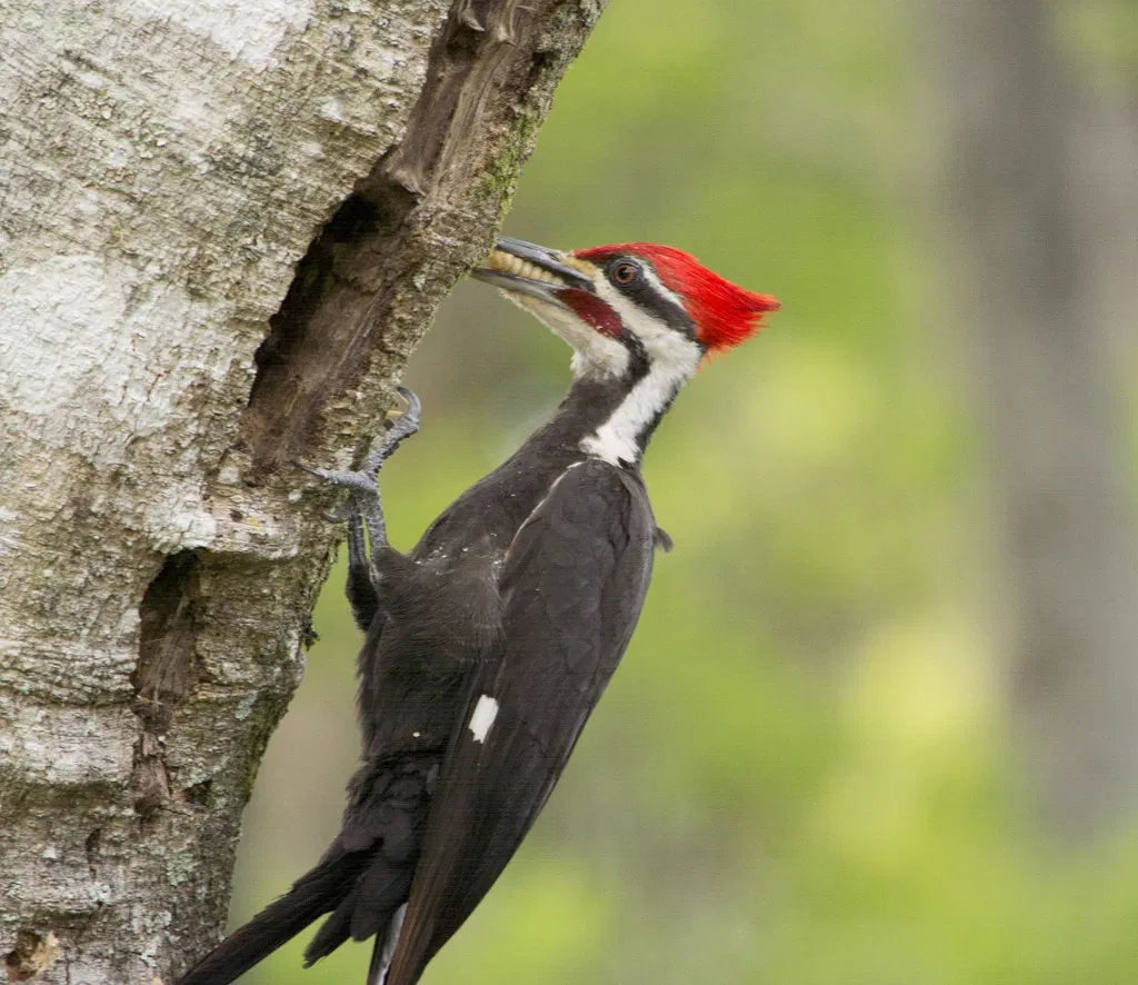 wood-pecker