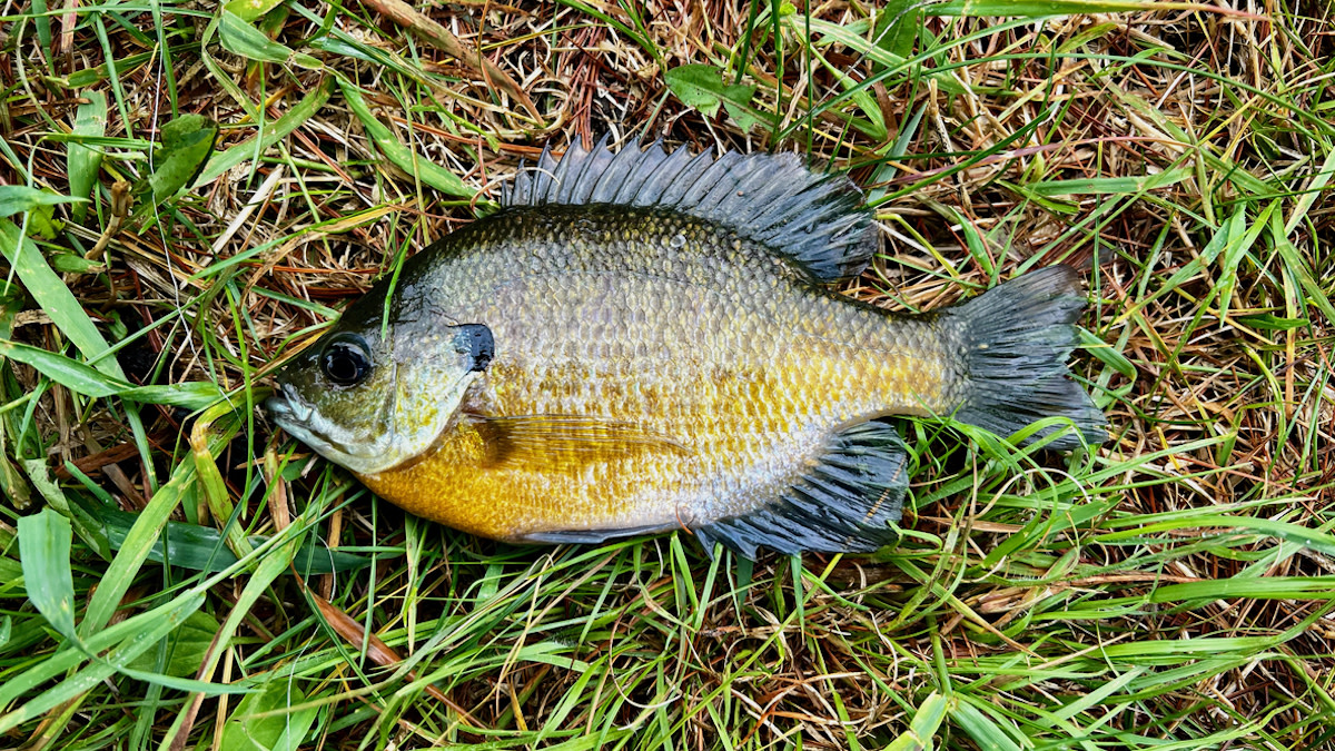 bluegill