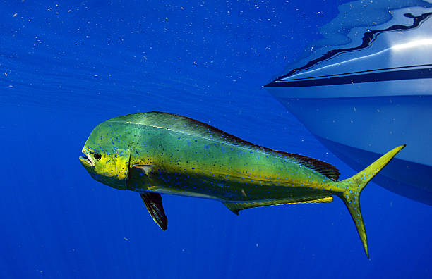 dorado