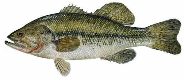 largemouthbass