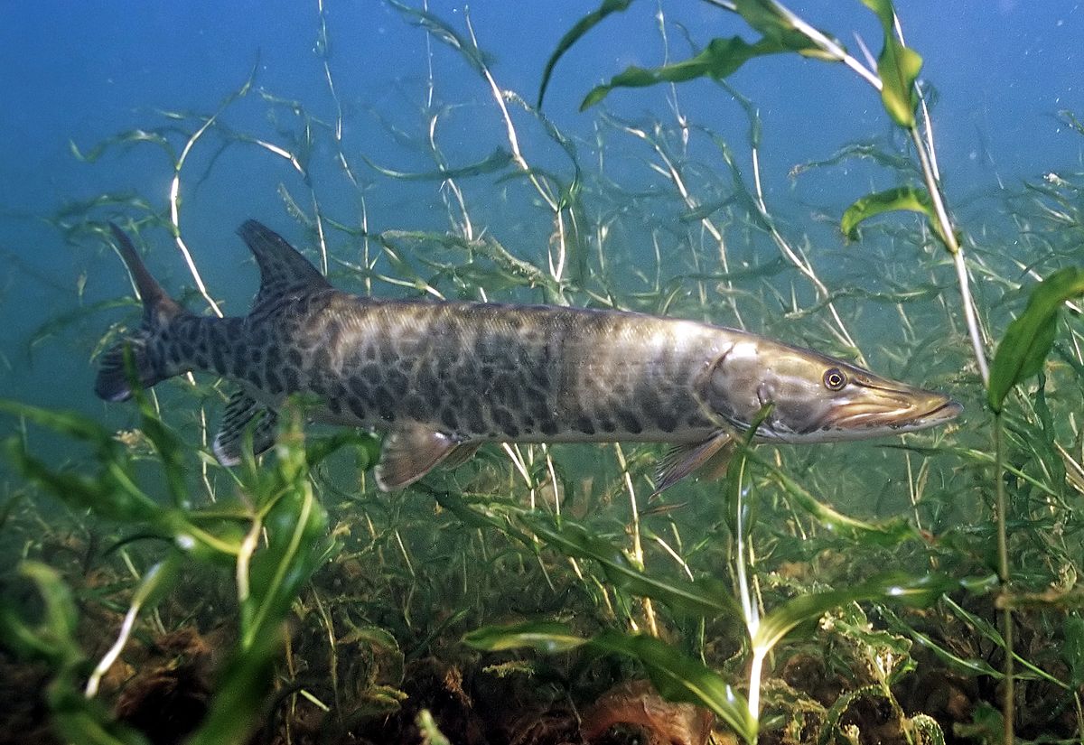 muskie