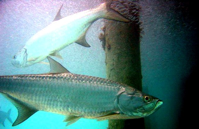 tarpon