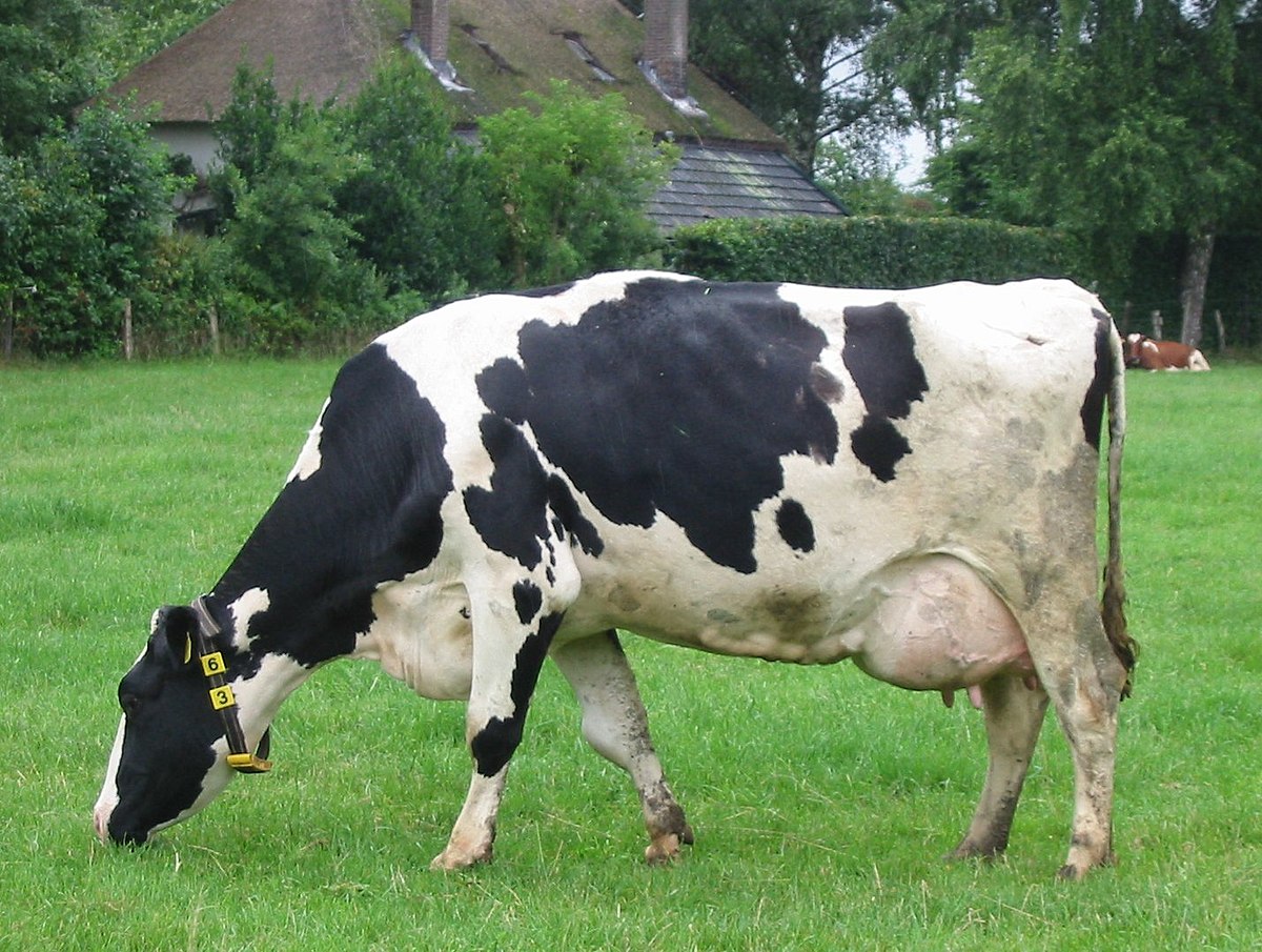 cow