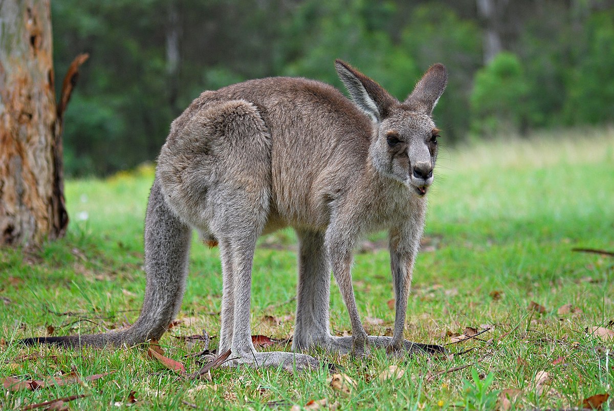 kangaroo