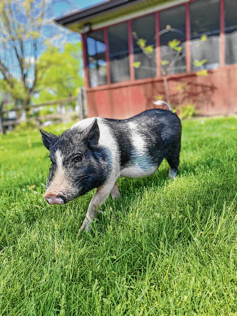 pig