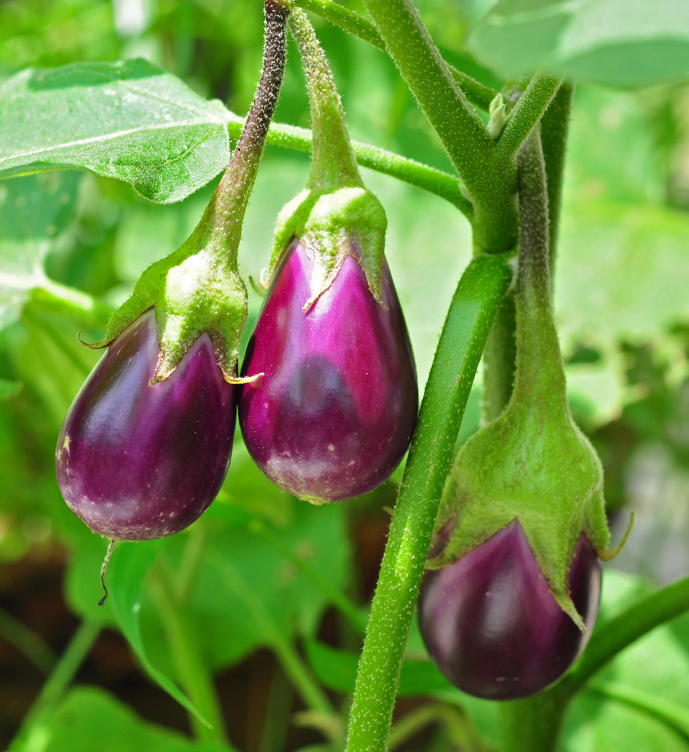 Solanum